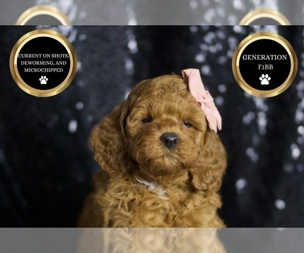 Medium Photo #9 Goldendoodle (Miniature) Puppy For Sale in WARSAW, IN, USA