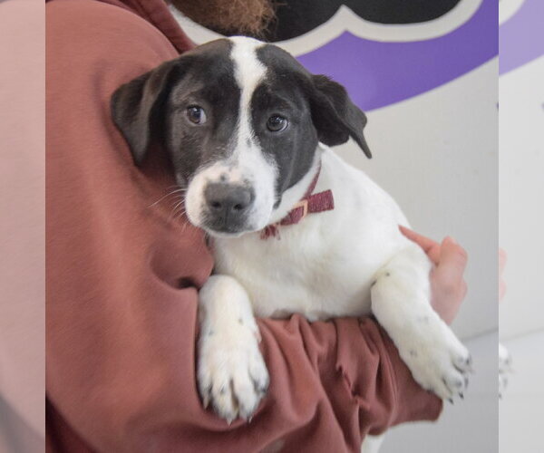Medium Photo #3 Labrador Retriever Puppy For Sale in Huntley, IL, USA
