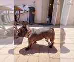 Small Photo #1 French Bulldog Puppy For Sale in SAN DIEGO, CA, USA