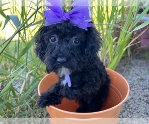 Poodle (Miniature) Puppy for sale in DUNDEE, OH, USA