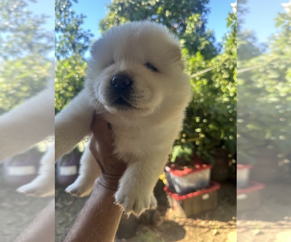 Medium Photo #4 Chow Chow Puppy For Sale in FONTANA, CA, USA