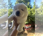 Baby boy - Male Chow Chow Puppy for Sale - Photo #4