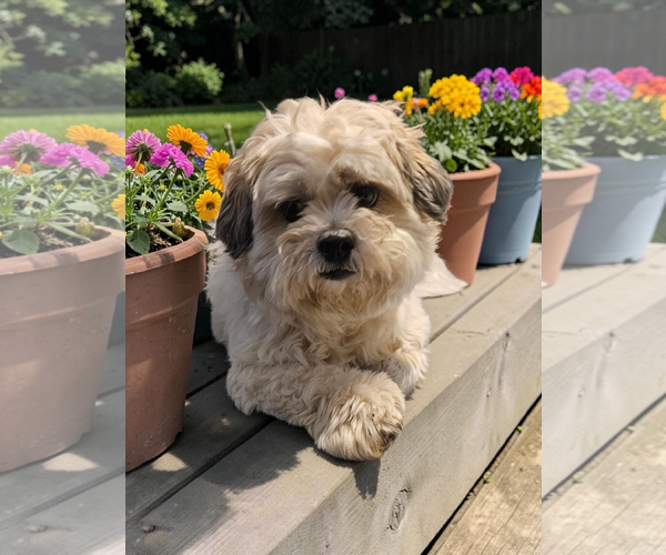 Medium Photo #5 Mal-Shi Puppy For Sale in McKinney, TX, USA