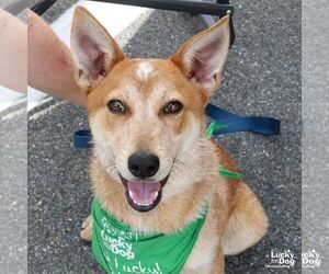 Red Heeler-Unknown Mix Dogs for adoption in Washington, DC, USA