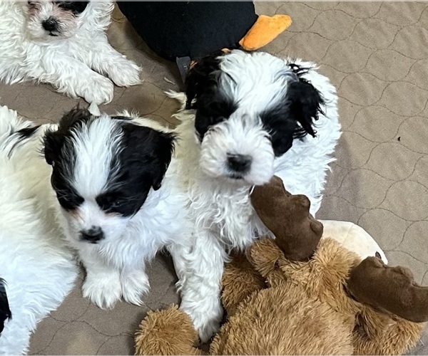 Medium Photo #4 ShihPoo Puppy For Sale in GLOUCESTER, VA, USA