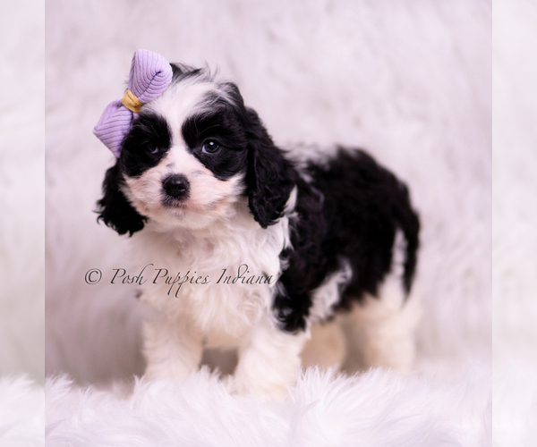 Medium Photo #17 Cavapoo (Miniature) Puppy For Sale in WARSAW, IN, USA