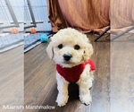 Small Photo #1 Poodle (Toy) Puppy For Sale in ELGIN, IL, USA