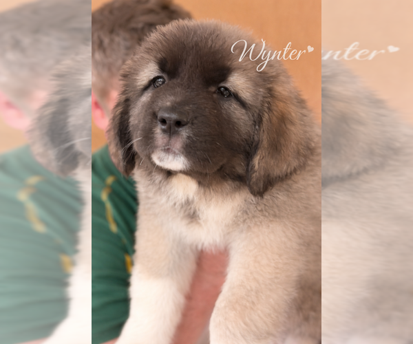 Medium Photo #2 Caucasian Shepherd Dog Puppy For Sale in AKELEY, MN, USA