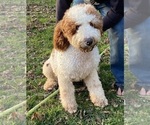 Small Photo #1 Goldendoodle Puppy For Sale in CHARLOTTE, NC, USA