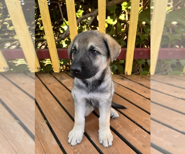 Medium Photo #1 German Shepherd Dog Puppy For Sale in BURLINGTON, WA, USA