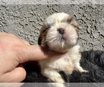 Small Photo #14 Shih Tzu Puppy For Sale in HAYWARD, CA, USA