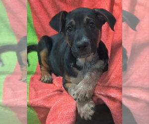 Mutt Dogs for adoption in House Springs, MO, USA