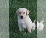 Small Photo #8 Labrador Retriever Puppy For Sale in SYRACUSE, IN, USA