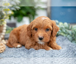 Small #2 Goldendoodle (Miniature)