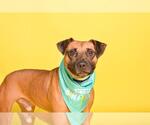 Small #1 American Staffordshire Terrier