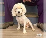 Small #1 Maltese Mix