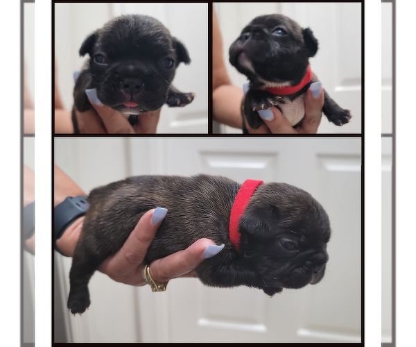 Medium Photo #6 French Bulldog Puppy For Sale in BOYNTON BEACH, FL, USA