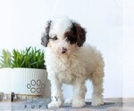 Small #5 Poodle (Miniature)