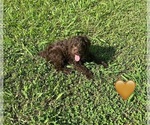Small #1 Cockapoo