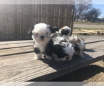 Small Photo #1 Shih Tzu Puppy For Sale in POTEET, TX, USA