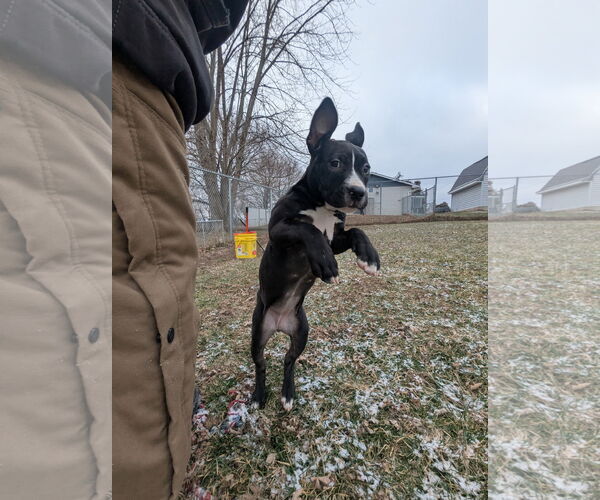 Medium Photo #3 American Pit Bull Terrier-Unknown Mix Puppy For Sale in Kewanee, IL, USA