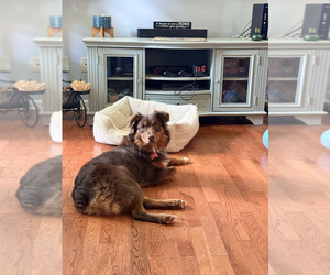Miniature Australian Shepherd Dog for Adoption in DAWSON, Georgia USA