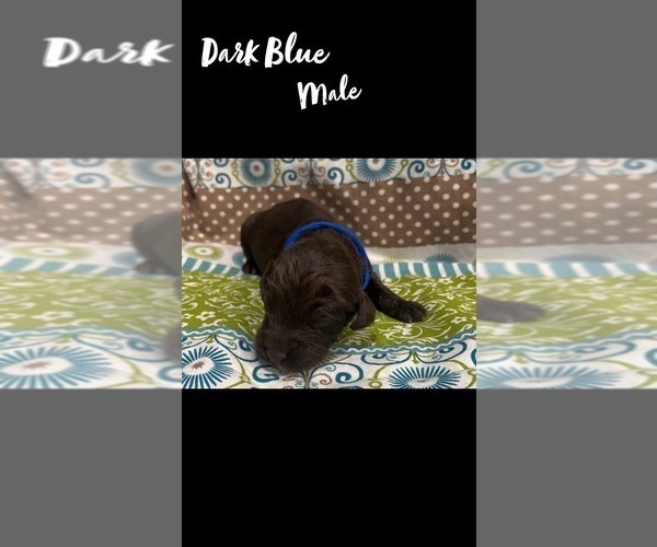 Medium Photo #7 Springerdoodle Puppy For Sale in CLINTON, AR, USA