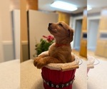 Small #13 Golden Retriever