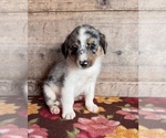 Image preview for Ad Listing. Nickname: Litter of 4