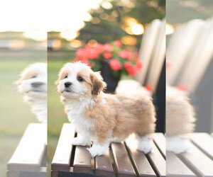 Havanese Puppy for sale in NORTH LAWRENCE, OH, USA