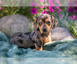 Puppy Buck Dachshund