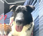 Small #3 Border Collie Mix