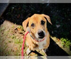 German Shepherd Dog-Unknown Mix Dogs for adoption in Orlando, FL, USA