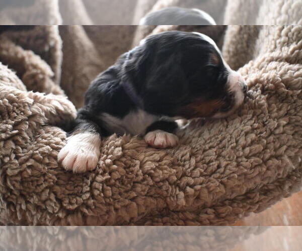 Medium Photo #31 Bernedoodle Puppy For Sale in ELMWOOD, IL, USA