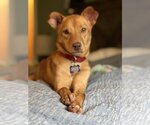 Small #10 Chihuahua-Vizsla Mix