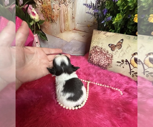 Medium Photo #2 Chihuahua Puppy For Sale in TRACY, CA, USA