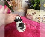 Small #1 Chihuahua
