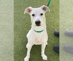 Small #2 Labrador Retriever Mix