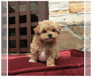 Maltese-Poodle (Toy) Mix Puppy for sale in MILWAUKEE, WI, USA