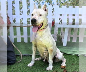 Argentinian Mastiff Dogs for adoption in Long Beach, CA, USA
