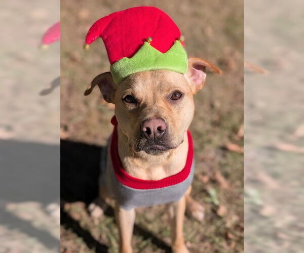 Medium Photo #2 Labrador Retriever Puppy For Sale in Oakhurst, NJ, USA