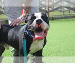 Boulderface - Male American Bulldog Dog for Adoption - Small photo