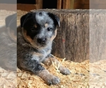 Small Photo #21 Australian Cattle Dog Puppy For Sale in CURRAN, MI, USA