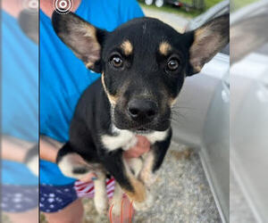 Chi-Corgi Dogs for adoption in Mt. Laurel, NJ, USA
