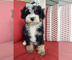 Small #1 Miniature Bernedoodle