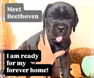 Cane Corso Dog for Adoption in WOODLAND HILLS, California USA