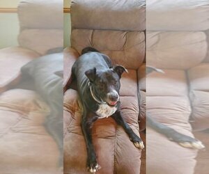 Labrador Retriever-Unknown Mix Dogs for adoption in FRAMINGHAM, MA, USA