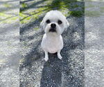 Small #1 Shih-Poo