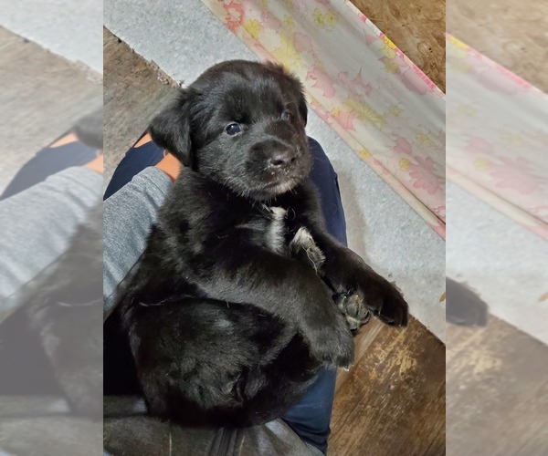 Medium Photo #27 Goberian Puppy For Sale in BEAVER DAM, WI, USA