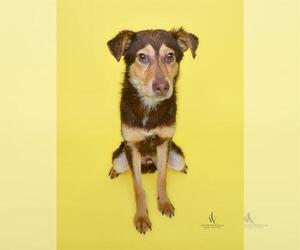 Medium German Shepherd Dog Mix